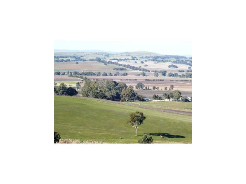 33.3ha “Avenue Ridge” 82.3acs, Clare SA 5453