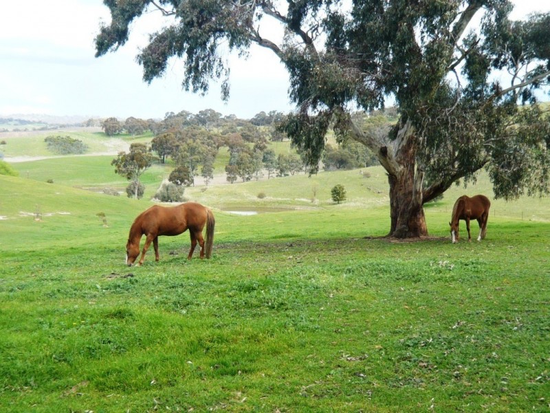 33.3ha “Avenue Ridge” 82.3acs, Clare SA 5453