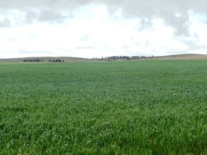 * 299.3ha Brooks 740acs, Jamestown SA 5491