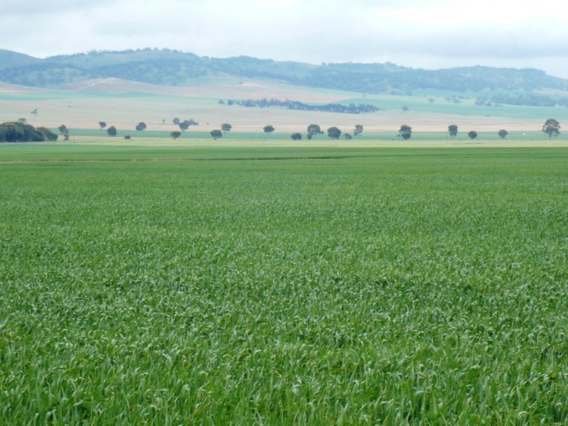 * 299.3ha Brooks 740acs, Jamestown SA 5491