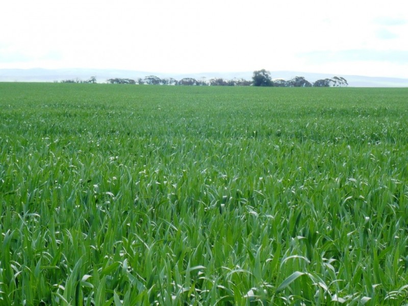 * 253.14ha Mordinyabe 626acs, Blyth SA 5462