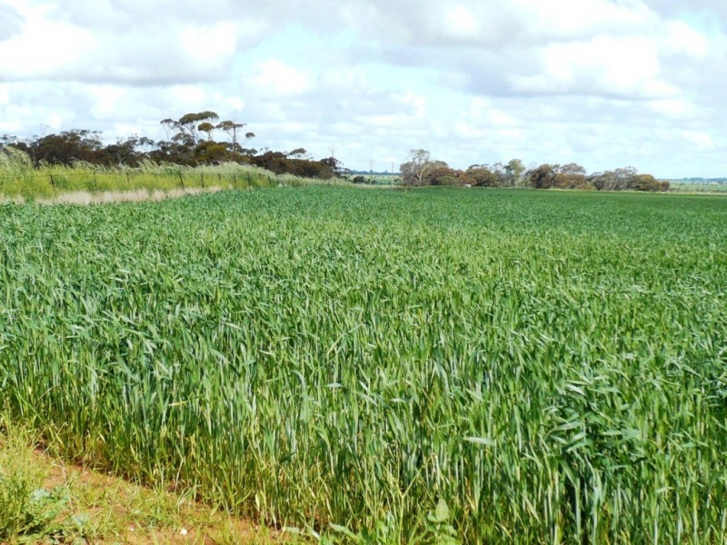 * 253.14ha Mordinyabe 626acs, Blyth SA 5462