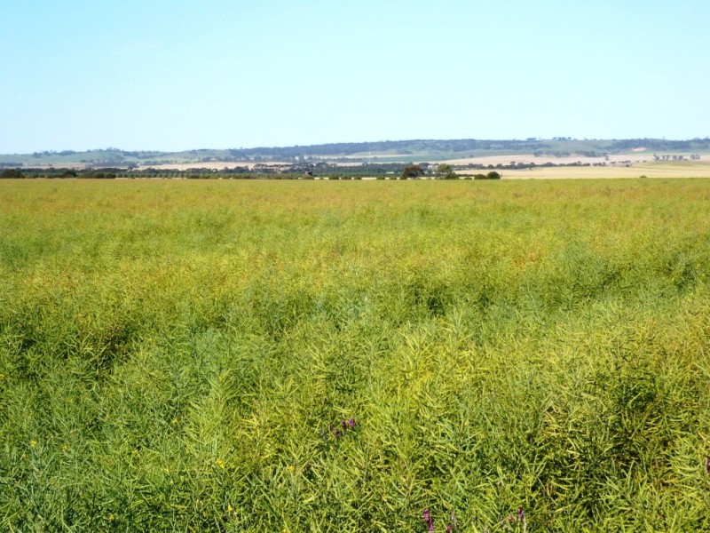 * 253.14ha Mordinyabe 626acs, Blyth SA 5462