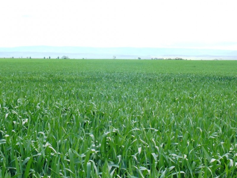 * 253.14ha Mordinyabe 626acs, Blyth SA 5462