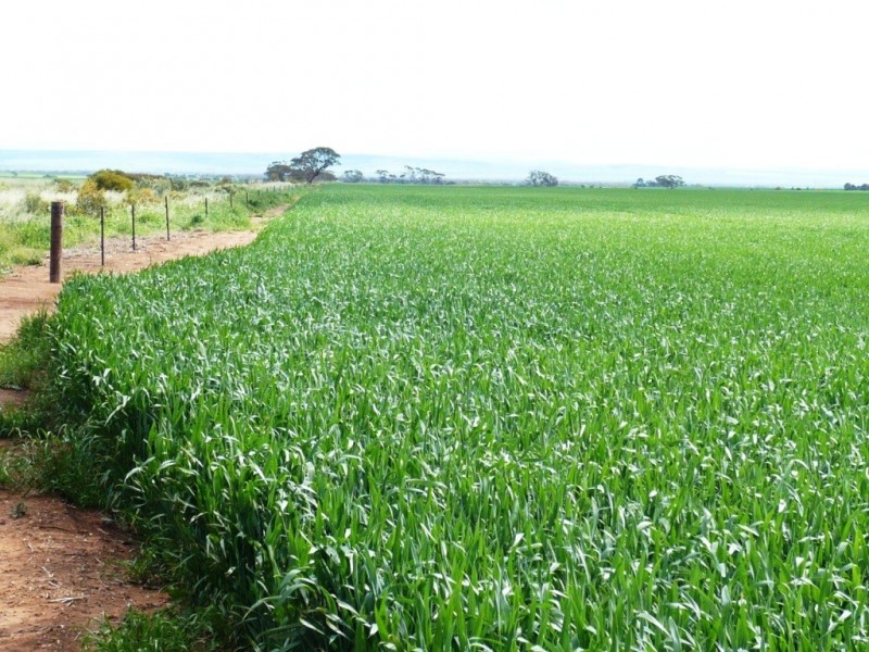 * 253.14ha Mordinyabe 626acs, Blyth SA 5462