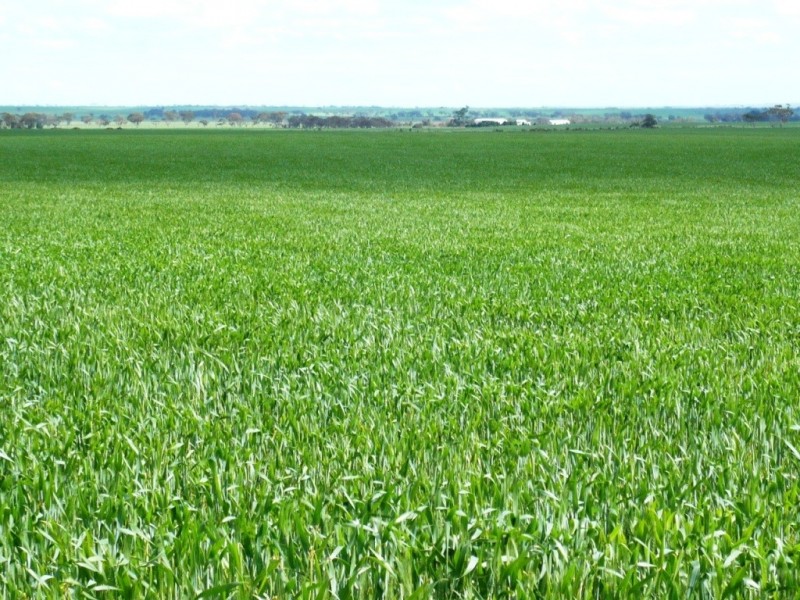 * 253.14ha Mordinyabe 626acs, Blyth SA 5462