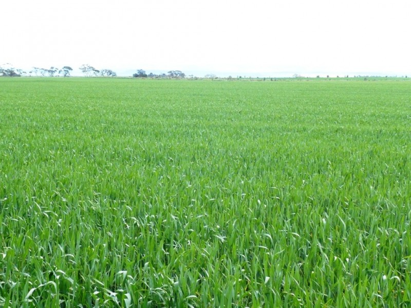 * 253.14ha Mordinyabe 626acs, Blyth SA 5462