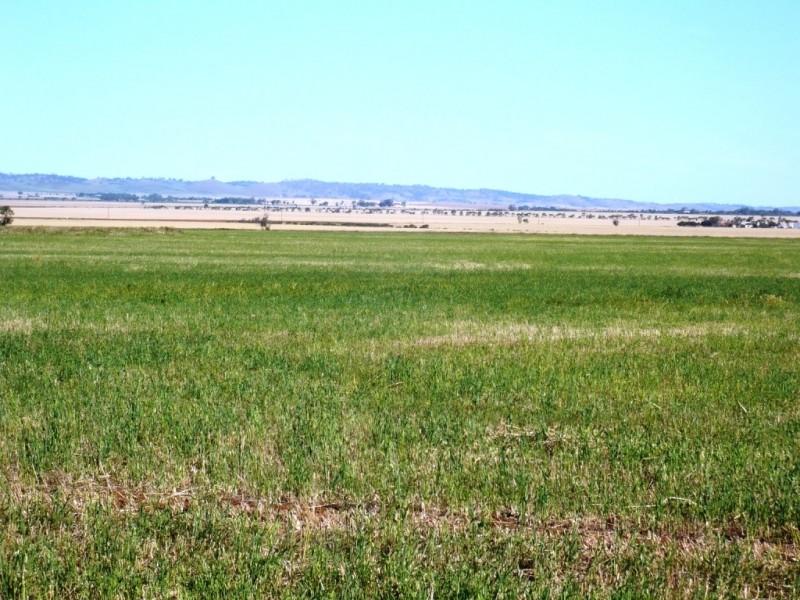 * 253.14ha Mordinyabe 626acs, Blyth SA 5462