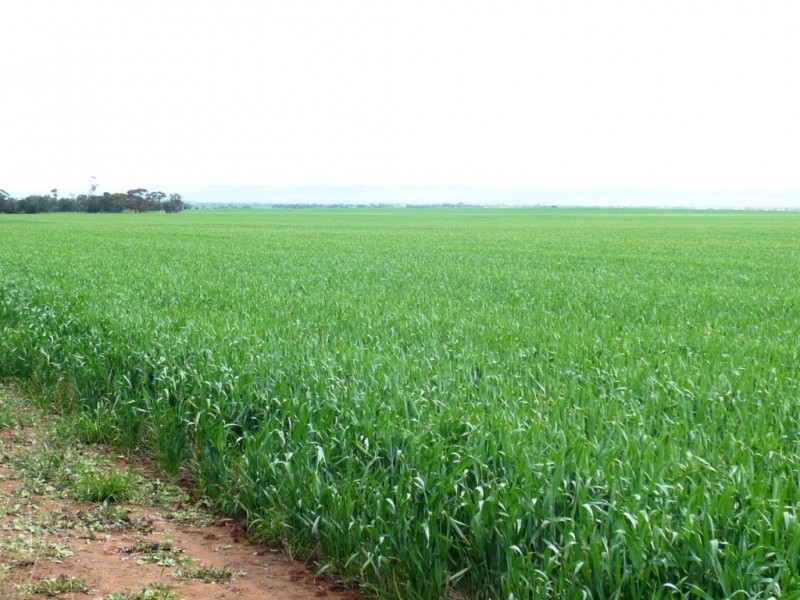 * 253.14ha Mordinyabe 626acs, Blyth SA 5462