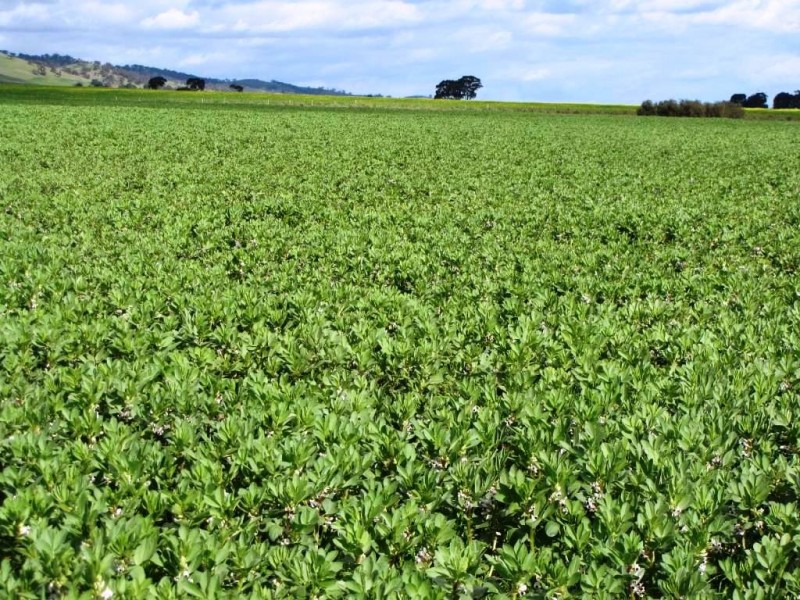 * 924.11ha Spring Gully 2,284acs, Kybunga SA 5453