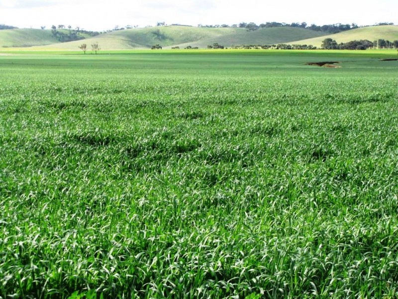 * 924.11ha Spring Gully 2,284acs, Kybunga SA 5453