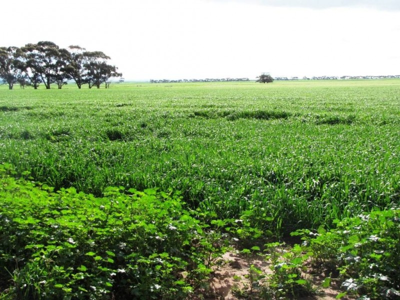 * 924.11ha Spring Gully 2,284acs, Kybunga SA 5453