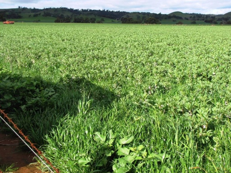 * 924.11ha Spring Gully 2,284acs, Kybunga SA 5453