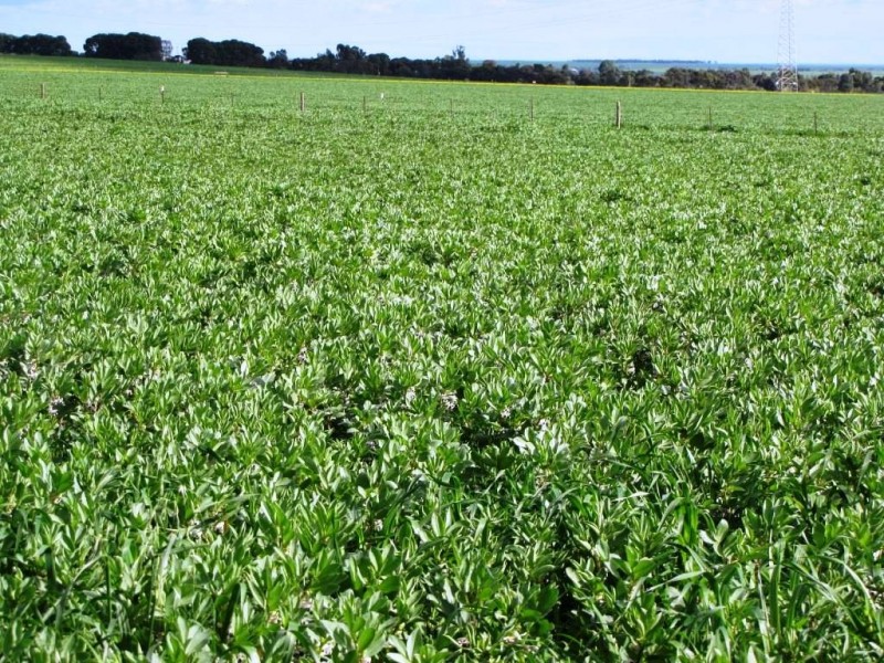 * 924.11ha Spring Gully 2,284acs, Kybunga SA 5453