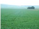 * 269.5ha Coffey’s 666acs, Koolunga SA 5464