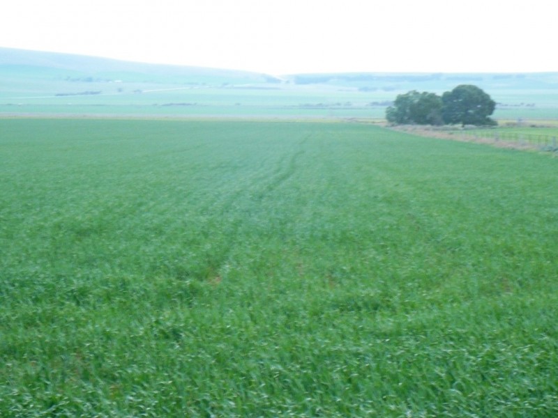 * 269.5ha Coffey’s 666acs, Koolunga SA 5464