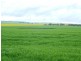 * 269.5ha Coffey’s 666acs, Koolunga SA 5464