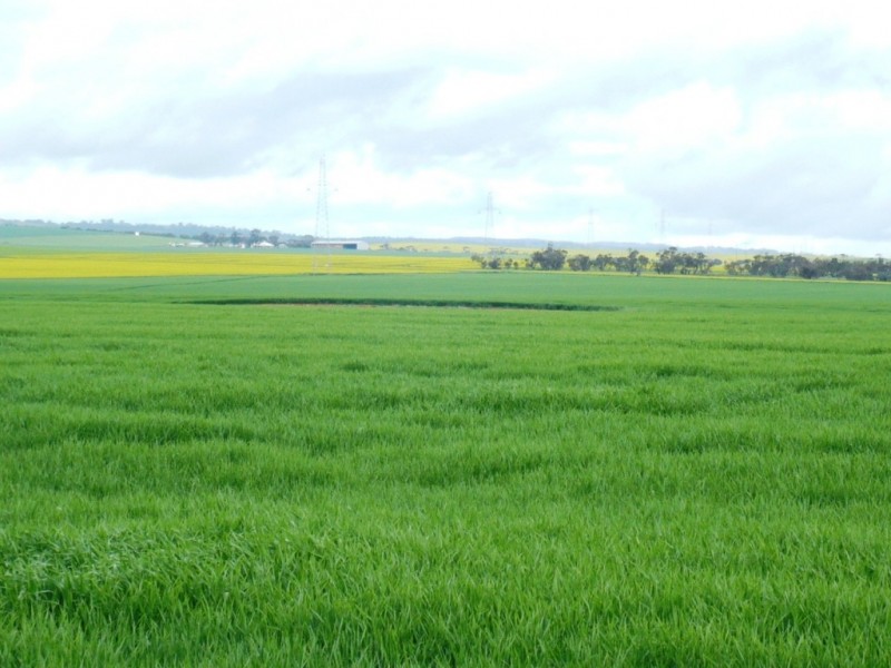* 269.5ha Coffey’s 666acs, Koolunga SA 5464