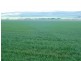 * 269.5ha Coffey’s 666acs, Koolunga SA 5464