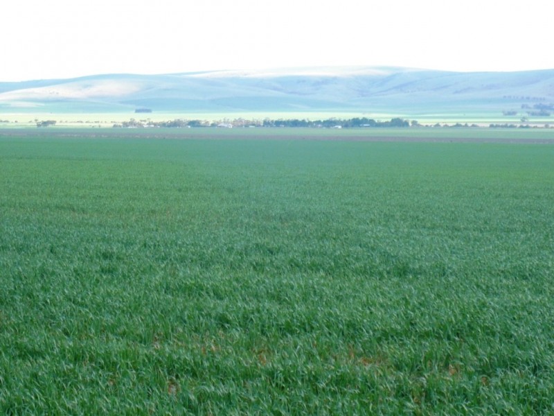 * 269.5ha Coffey’s 666acs, Koolunga SA 5464