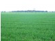 * 269.5ha Coffey’s 666acs, Koolunga SA 5464
