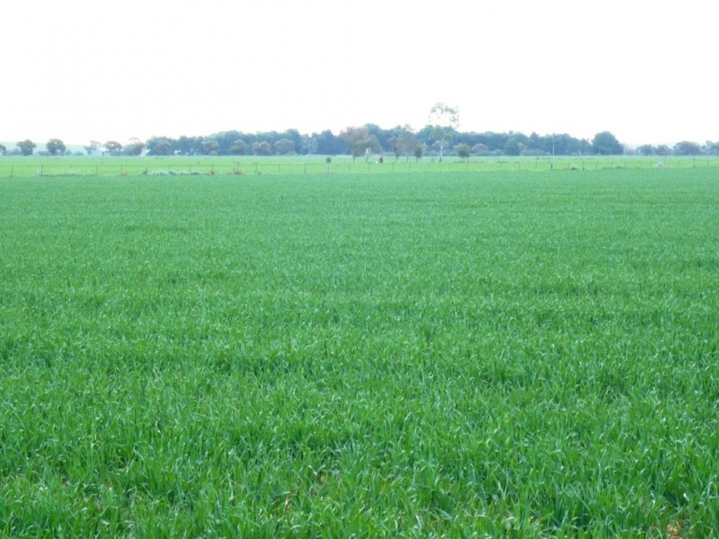 * 269.5ha Coffey’s 666acs, Koolunga SA 5464