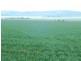 * 269.5ha Coffey’s 666acs, Koolunga SA 5464