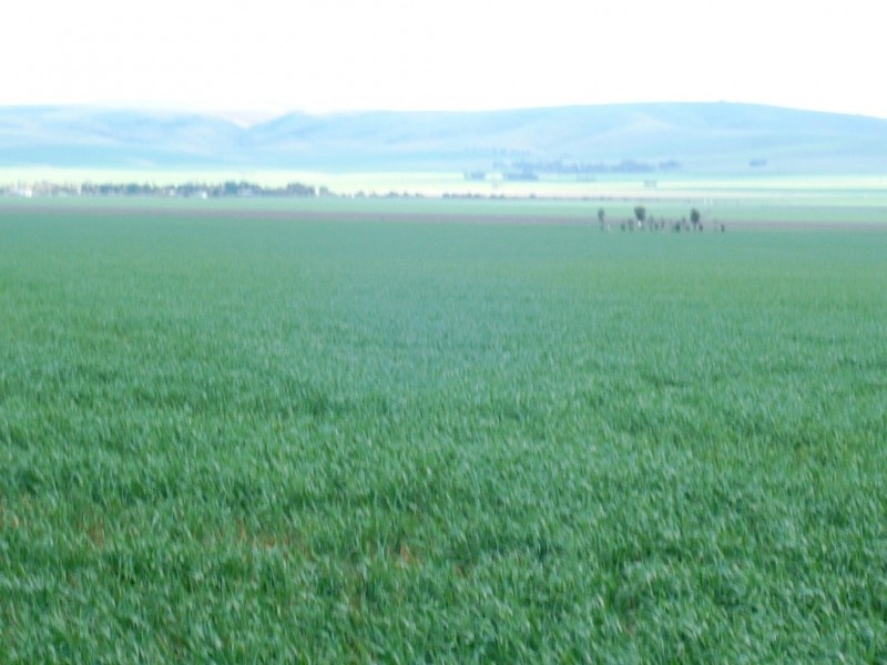 * 269.5ha Coffey’s 666acs, Koolunga SA 5464