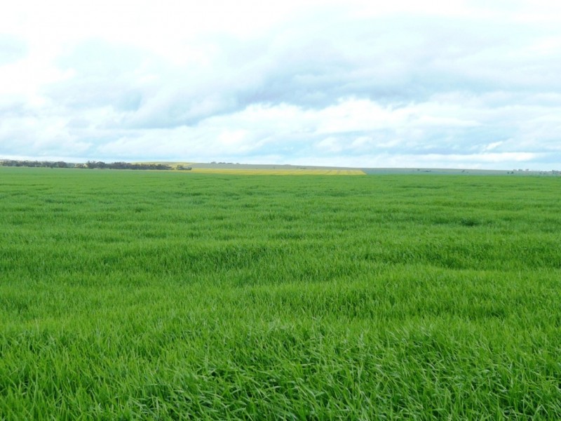 * 269.5ha Coffey’s 666acs, Koolunga SA 5464