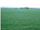 * 269.5ha Coffey’s 666acs, Koolunga SA 5464