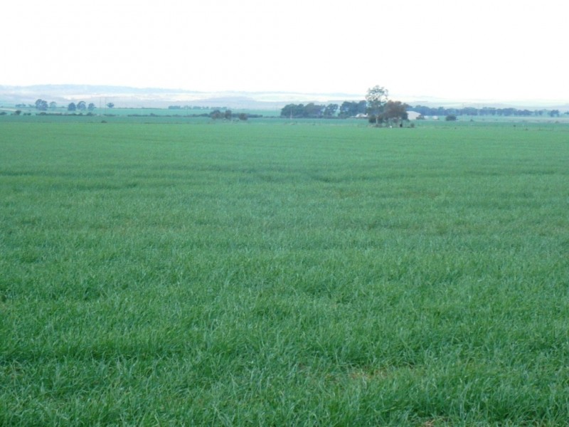 * 269.5ha Coffey’s 666acs, Koolunga SA 5464