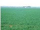 * 269.5ha Coffey’s 666acs, Koolunga SA 5464