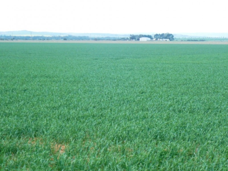 * 269.5ha Coffey’s 666acs, Koolunga SA 5464