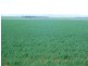 * 269.5ha Coffey’s 666acs, Koolunga SA 5464