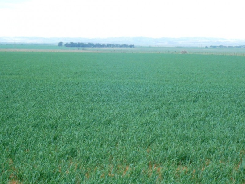 * 269.5ha Coffey’s 666acs, Koolunga SA 5464