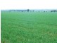 * 269.5ha Coffey’s 666acs, Koolunga SA 5464