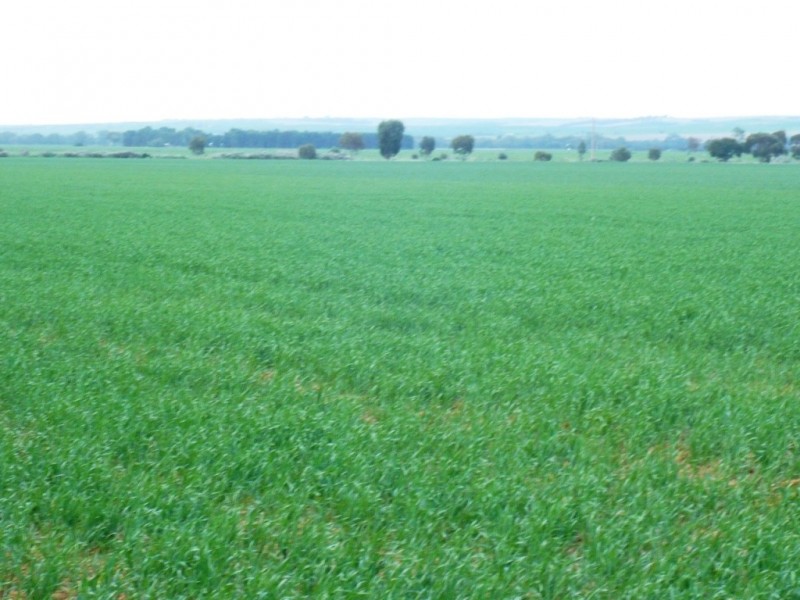 * 269.5ha Coffey’s 666acs, Koolunga SA 5464