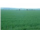 * 269.5ha Coffey’s 666acs, Koolunga SA 5464