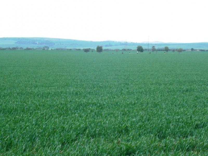 * 269.5ha Coffey’s 666acs, Koolunga SA 5464