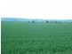 * 269.5ha Coffey’s 666acs, Koolunga SA 5464