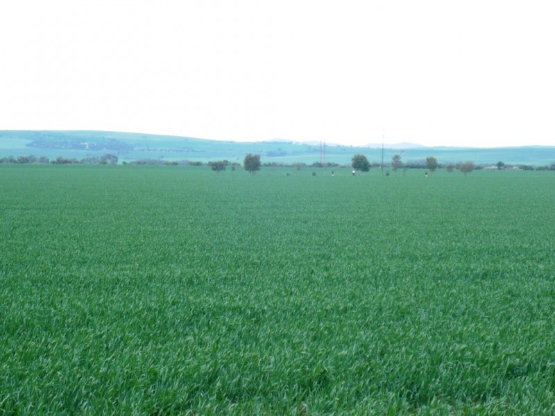 * 269.5ha Coffey’s 666acs, Koolunga SA 5464