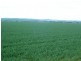 * 269.5ha Coffey’s 666acs, Koolunga SA 5464