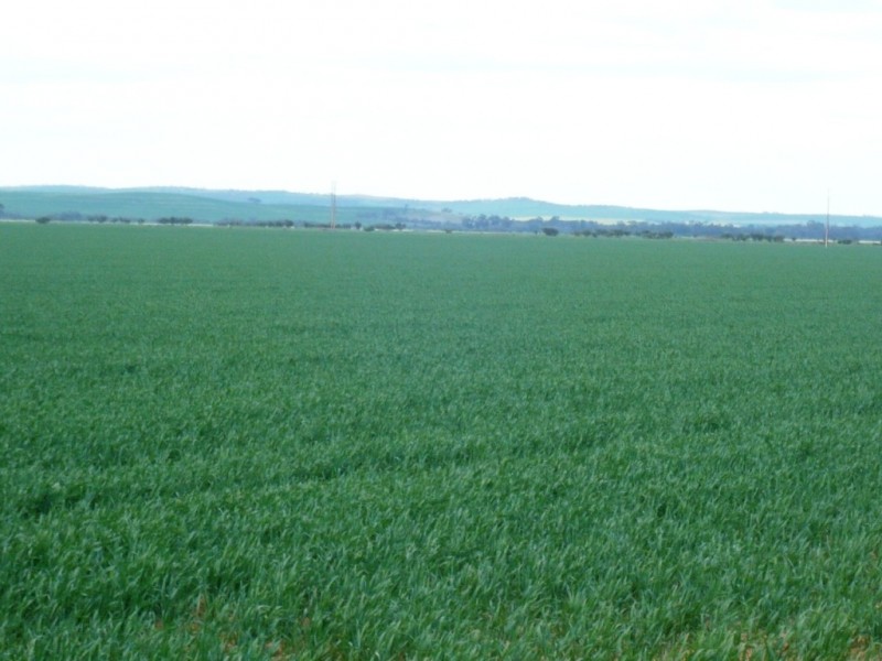* 269.5ha Coffey’s 666acs, Koolunga SA 5464