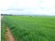 * 269.5ha Coffey’s 666acs, Koolunga SA 5464