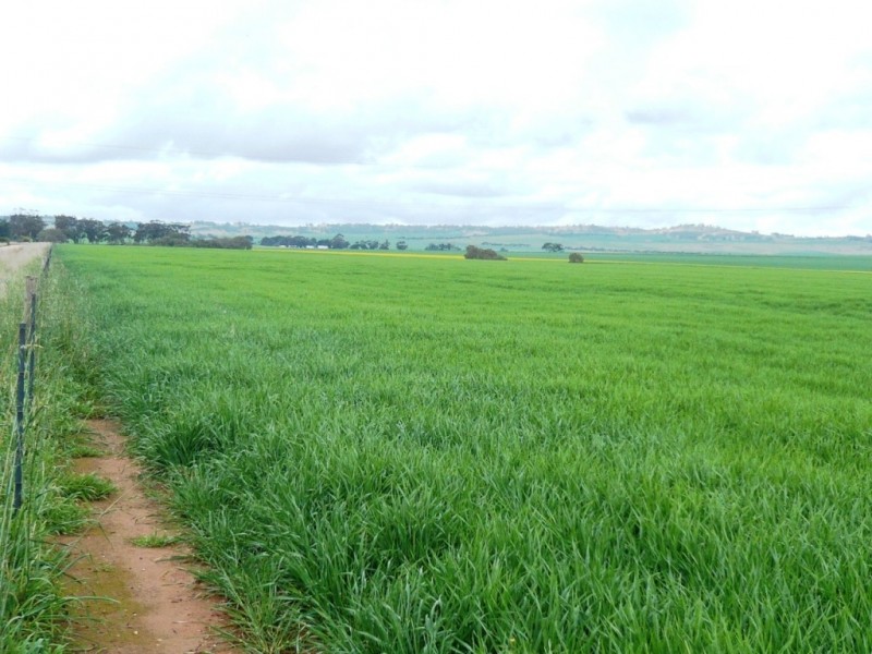 * 269.5ha Coffey’s 666acs, Koolunga SA 5464