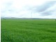 * 269.5ha Coffey’s 666acs, Koolunga SA 5464