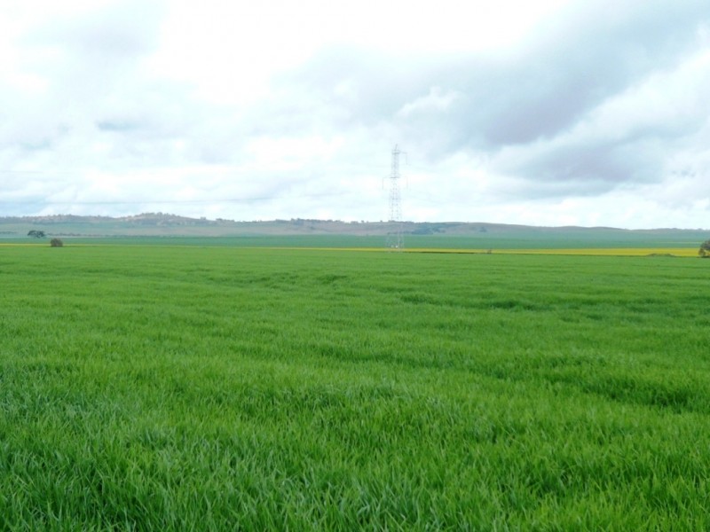 * 269.5ha Coffey’s 666acs, Koolunga SA 5464