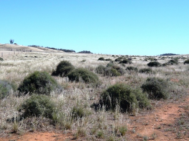 * 267.9ha Charlies 662acs, Mount Bryan SA 5418