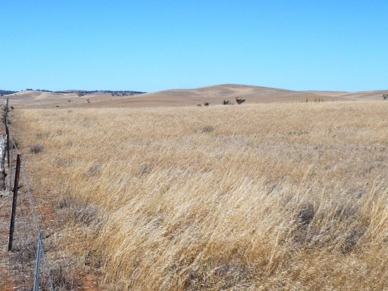 * 267.9ha Charlies 662acs, Mount Bryan SA 5418