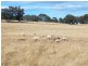 * 112ha Linden Hills 277acs, Wirrabara SA 5481